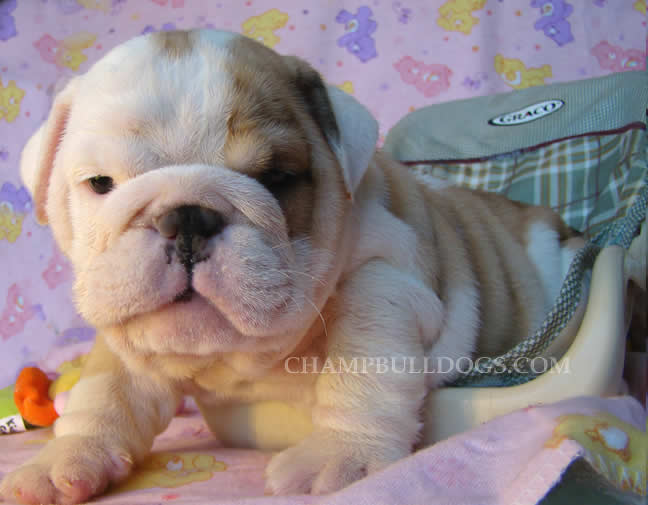 English Bulldog pictures